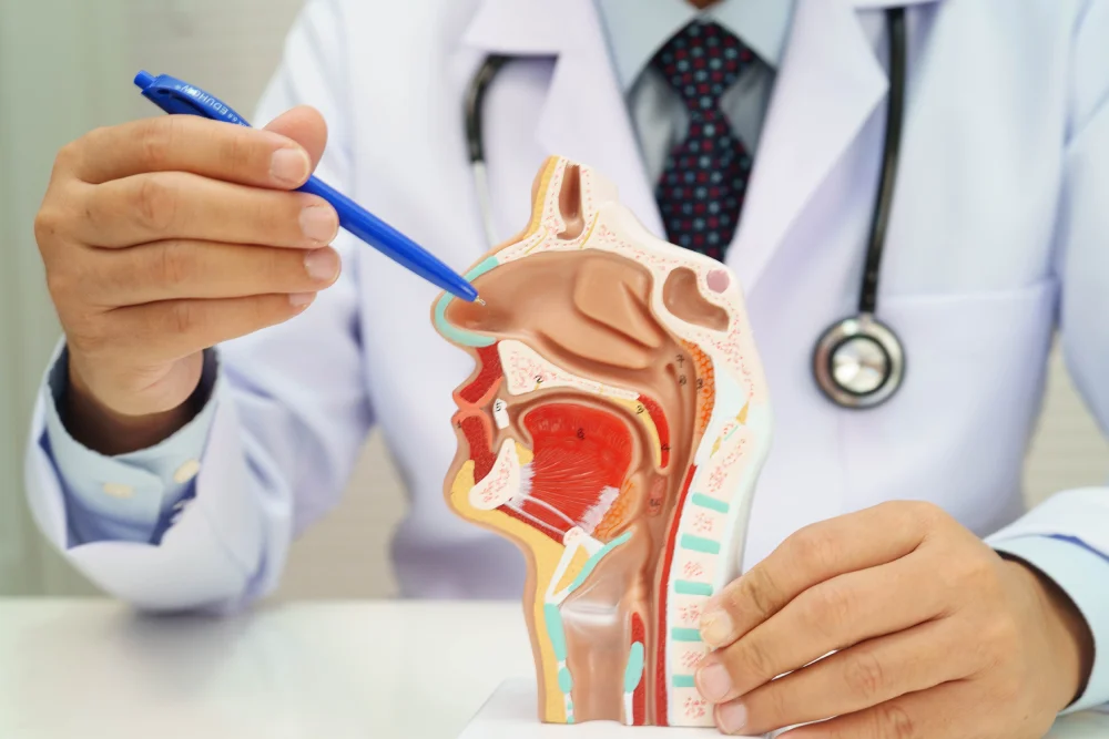 Head and neck doctor using a human anatomy model during a patient consultation